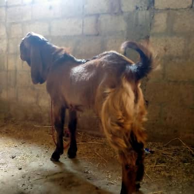 qurabni wala bakra for sale