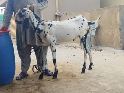big beautiful goat for sale