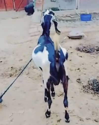 Desi Bakra 2 dantt