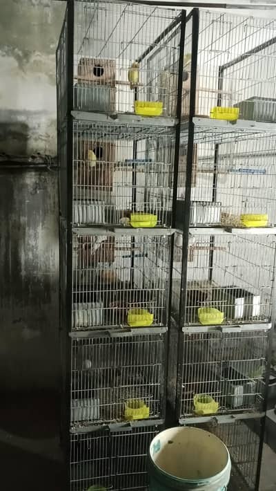 Love birds boxes and cages
