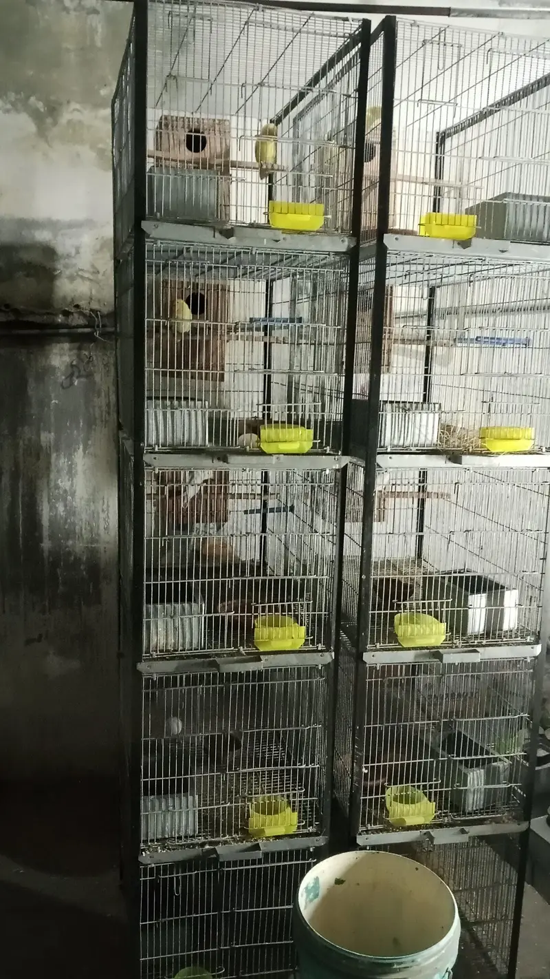 Love birds, boxes and cages — photo 3