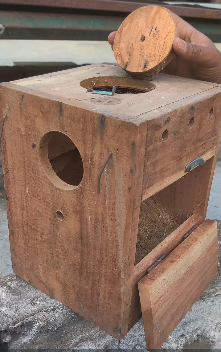 Love birds, boxes and cages — photo 4