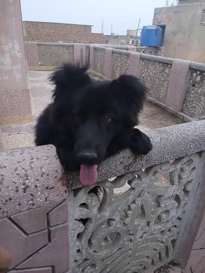 black gsd