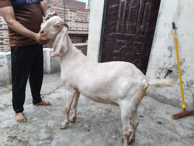 HEALTHY GOAT AVAILBLE FOR SALE GHAR KI PALI HUI HY