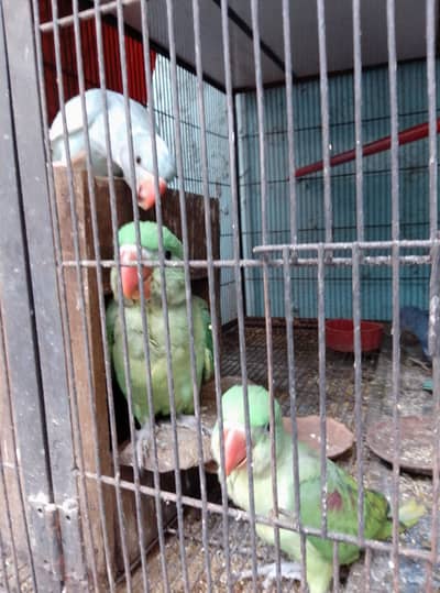 Kashmiri raw pair for sale