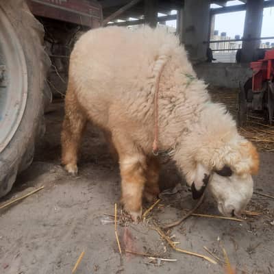 sheep
