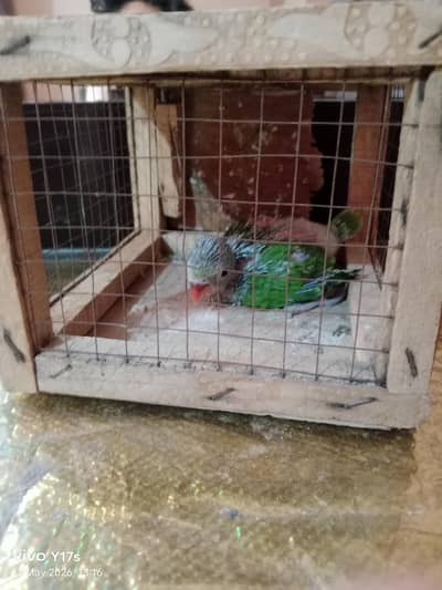Green parrot sale in karachi