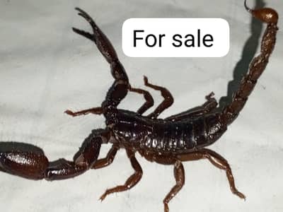 for sale