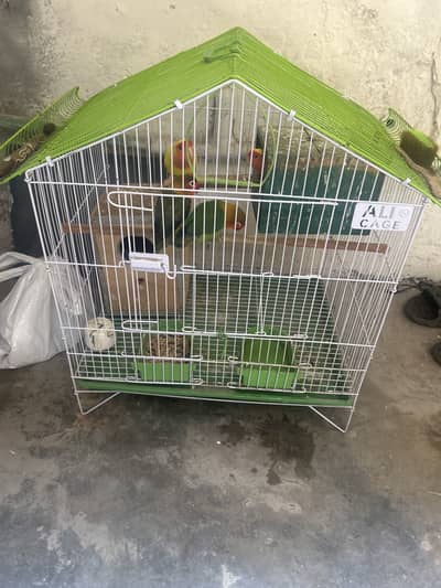 Love Bird Lutino Parrots