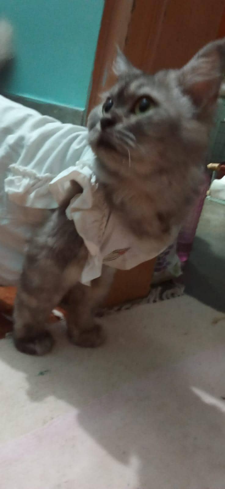 Russian cat 1