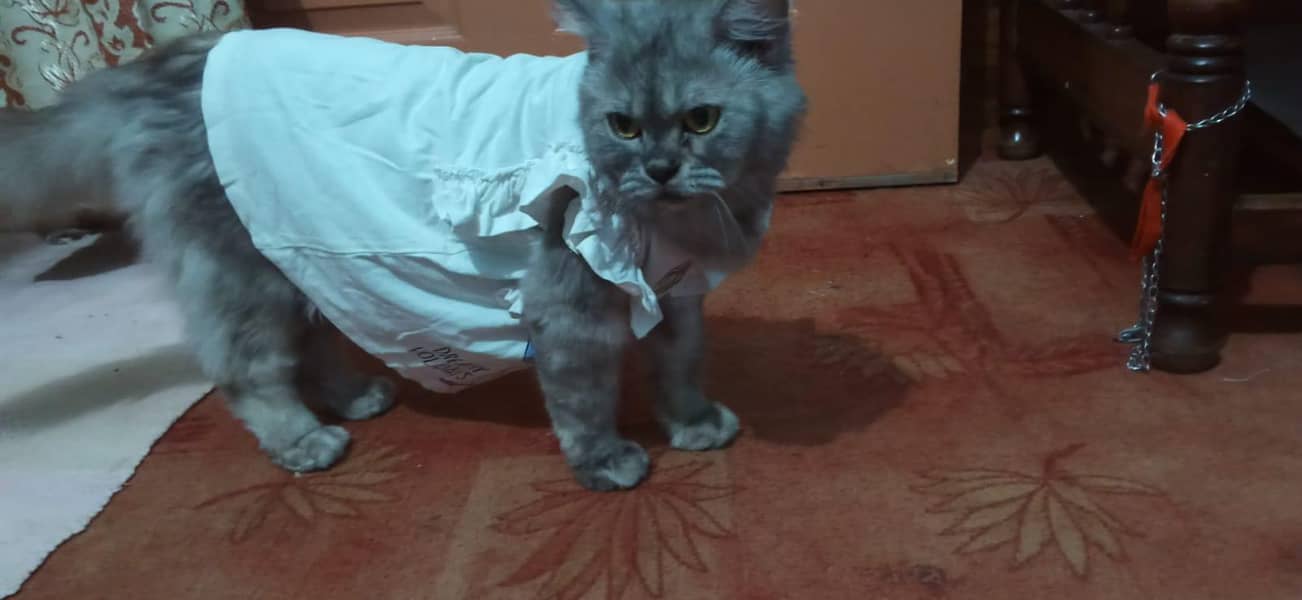 Russian cat 2