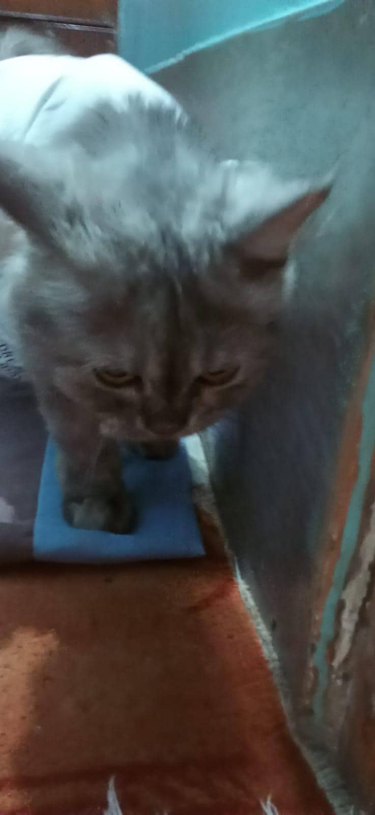 Russian cat 4