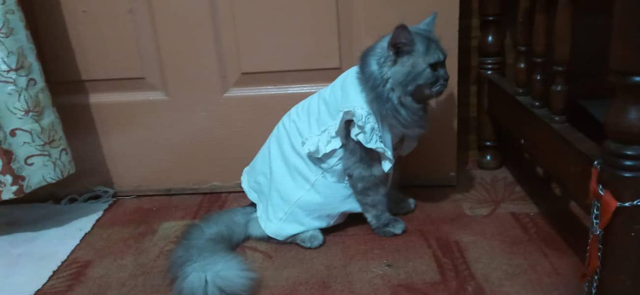 Russian cat 5