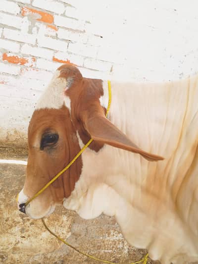 Eid 2026 bachra available location barki road Lahore