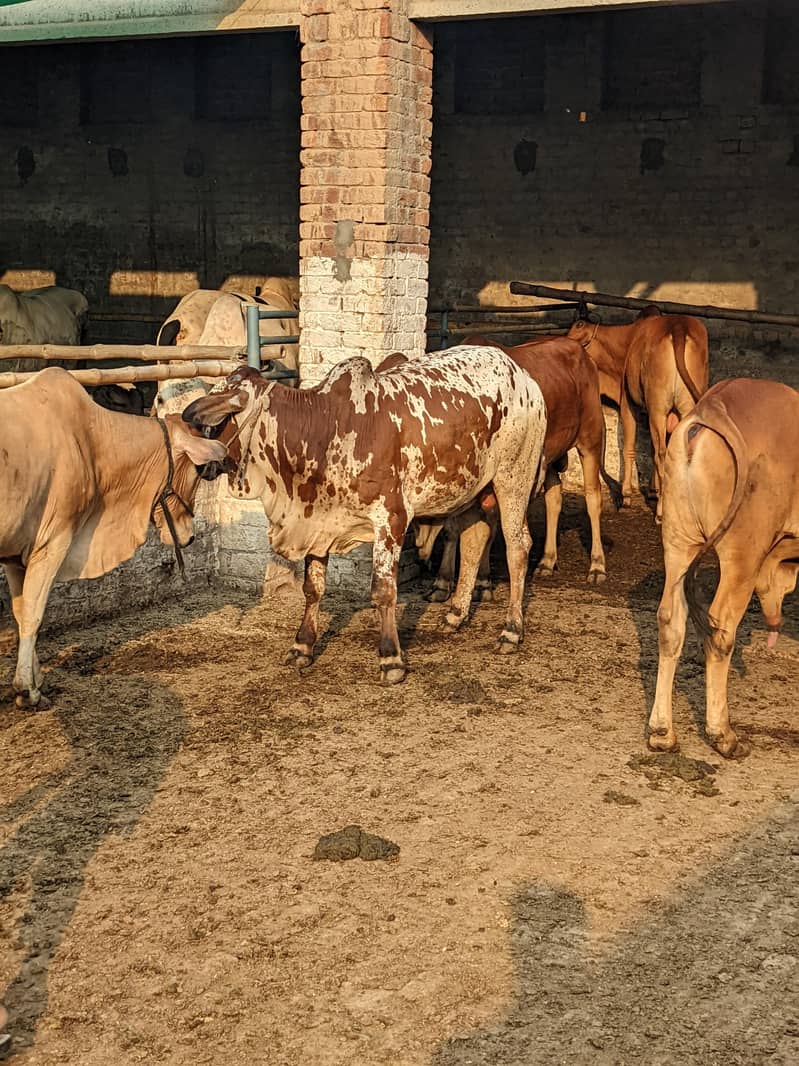 قربانی کے بچھڑے فار سیل 7