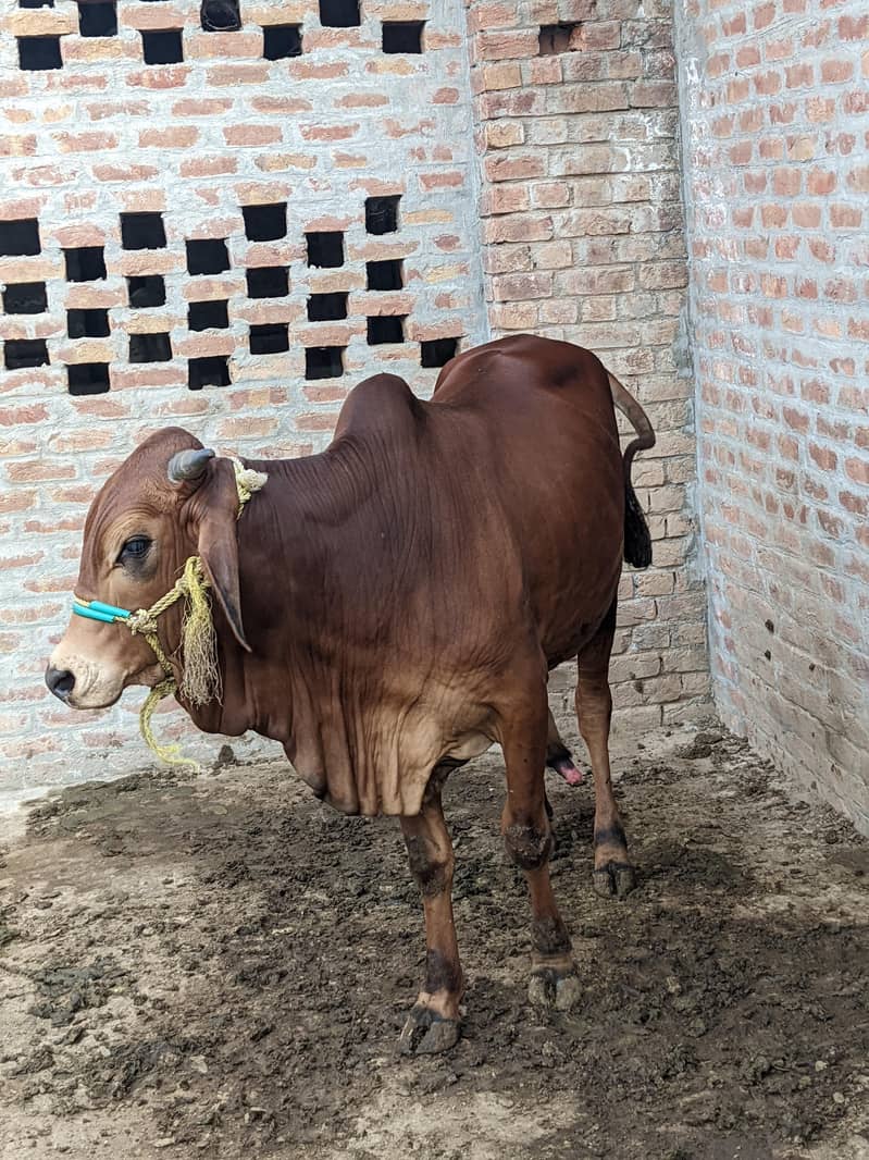 قربانی کے بچھڑے فار سیل 9