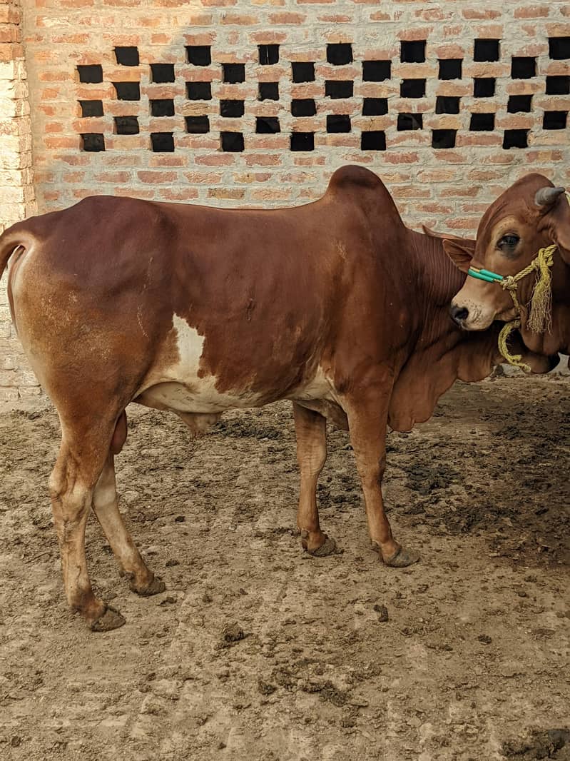 قربانی کے بچھڑے فار سیل 10