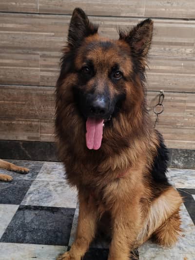 Pure German Shepherd