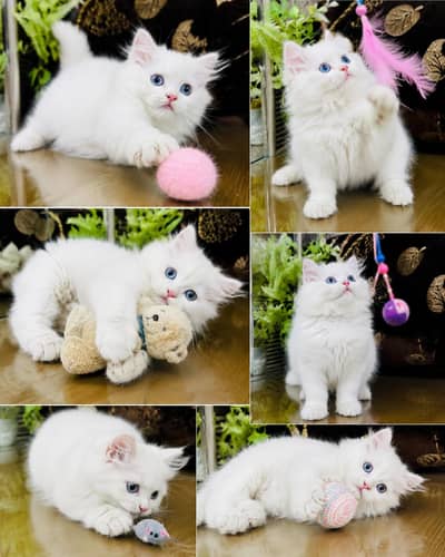 Persian Kittens | Triple Coated | Fluffy Kittens | For Sale | COD Ava