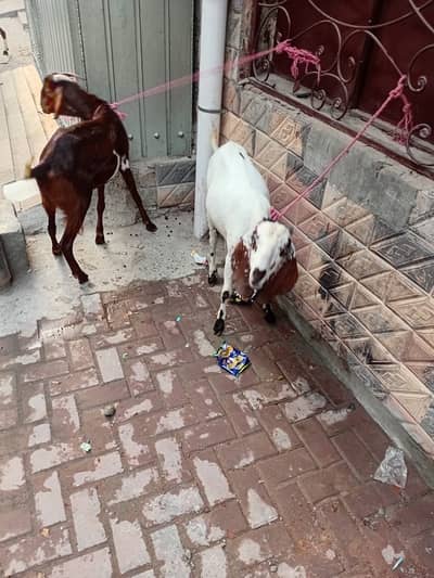 3 BAKRAS FOR SALE (QURBANI)