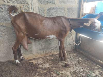 2 doodh wali bakri with 2 kids