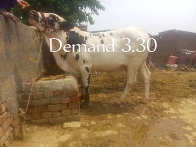 Qurbani 2026 ky liy