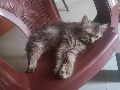 Persian female and kitten sale
