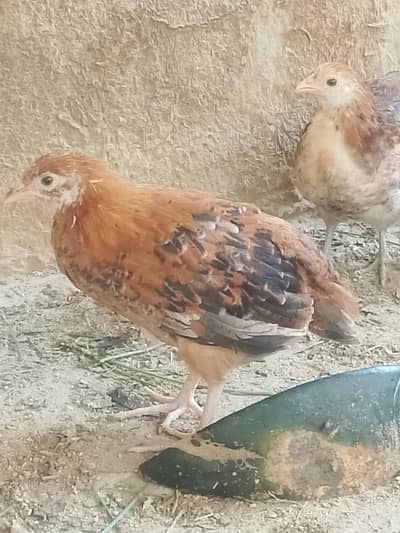 Austrilorp luman brown and Desi murge bacha for sell