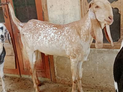 (5 bkry )Makichiny bakry 4 or kala daba Fasilabadi 1 bkra Qarbni 2026