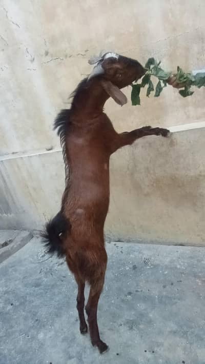 2 dant Bakra for sell