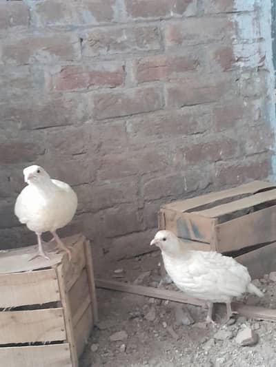 white teetar pair