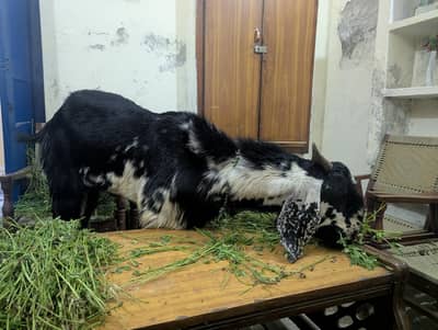 bakra