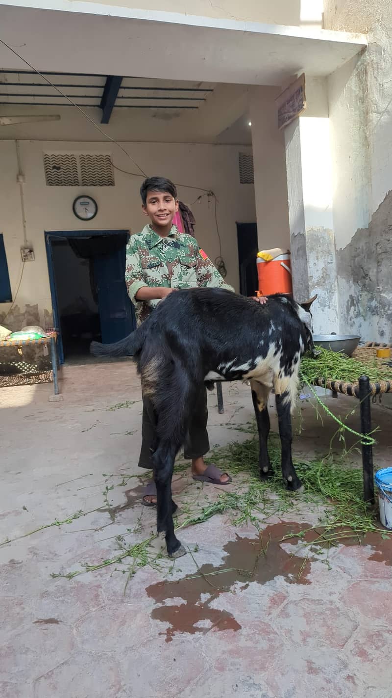 bakra 1