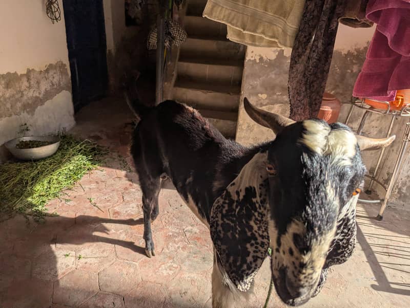 bakra 2