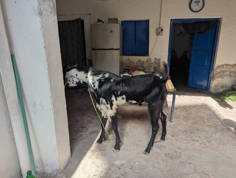 bakra 3
