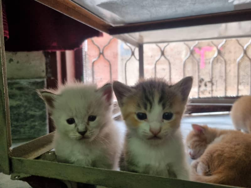 cat kittens 0