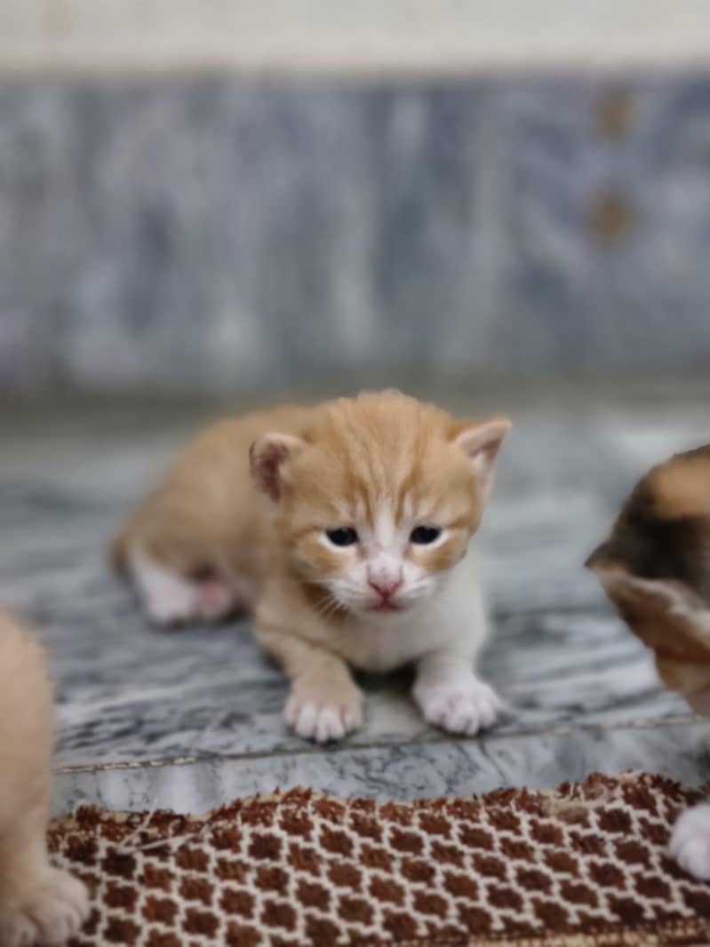 cat kittens 1