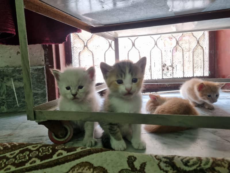 cat kittens 2
