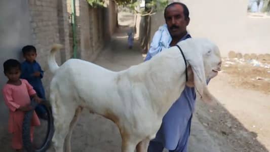 Rajanpuri Bakra Urgent For Sale call _ 03258956386