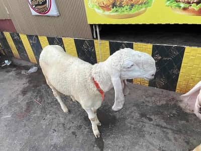 larkana dumba for sell