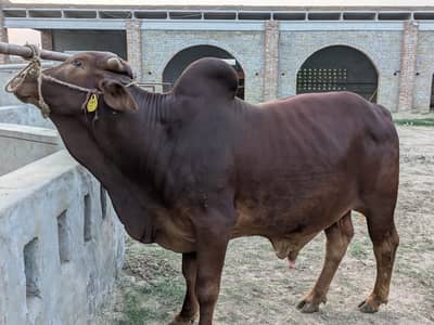 Sahiwal Bachry | Desi wachy | Bull | Qurbani 2026 | Bull For sale
