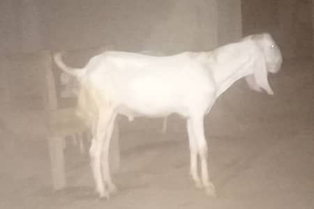 Do dantt khubsurat 4 goats