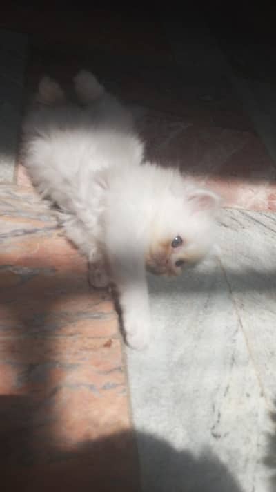 persian cats pair