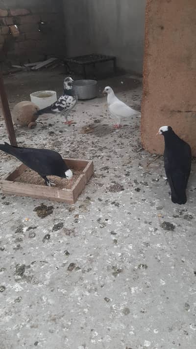 black muki pear ha  cat black color ha