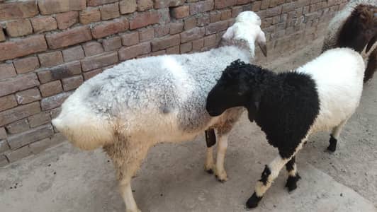چھترے ۔ 1دنمبہ 2دانت