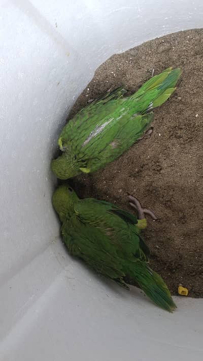Ringneck baby