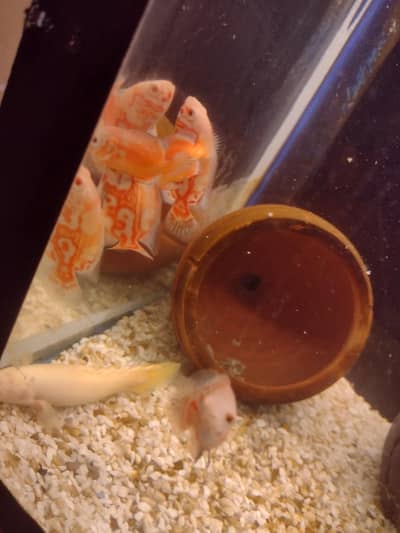 albino fire & red chili Oscar,puffer fisen,greentarror, bitcher, angel
