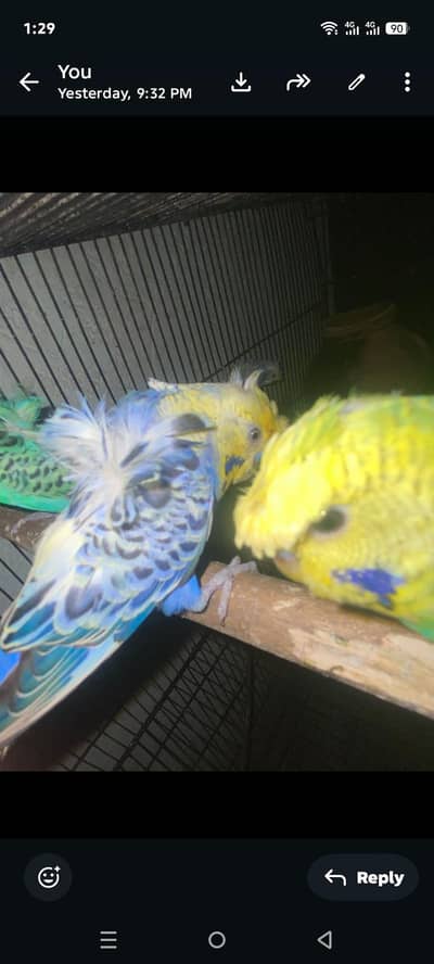 Rainbow Hogoromo Breeder pair