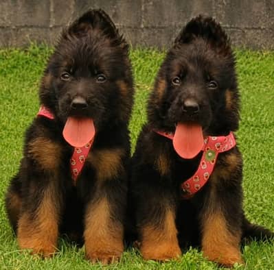 German Shepherd pair for sale