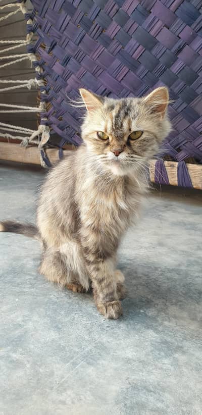 Pure Persian cat